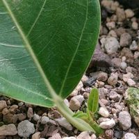 フィカス・アルテシマ,観葉植物,葉挿し,熱帯植物,フィカス属の画像