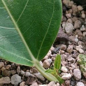 フィカス・アルテシマ,観葉植物,葉挿し,熱帯植物,フィカス属の画像