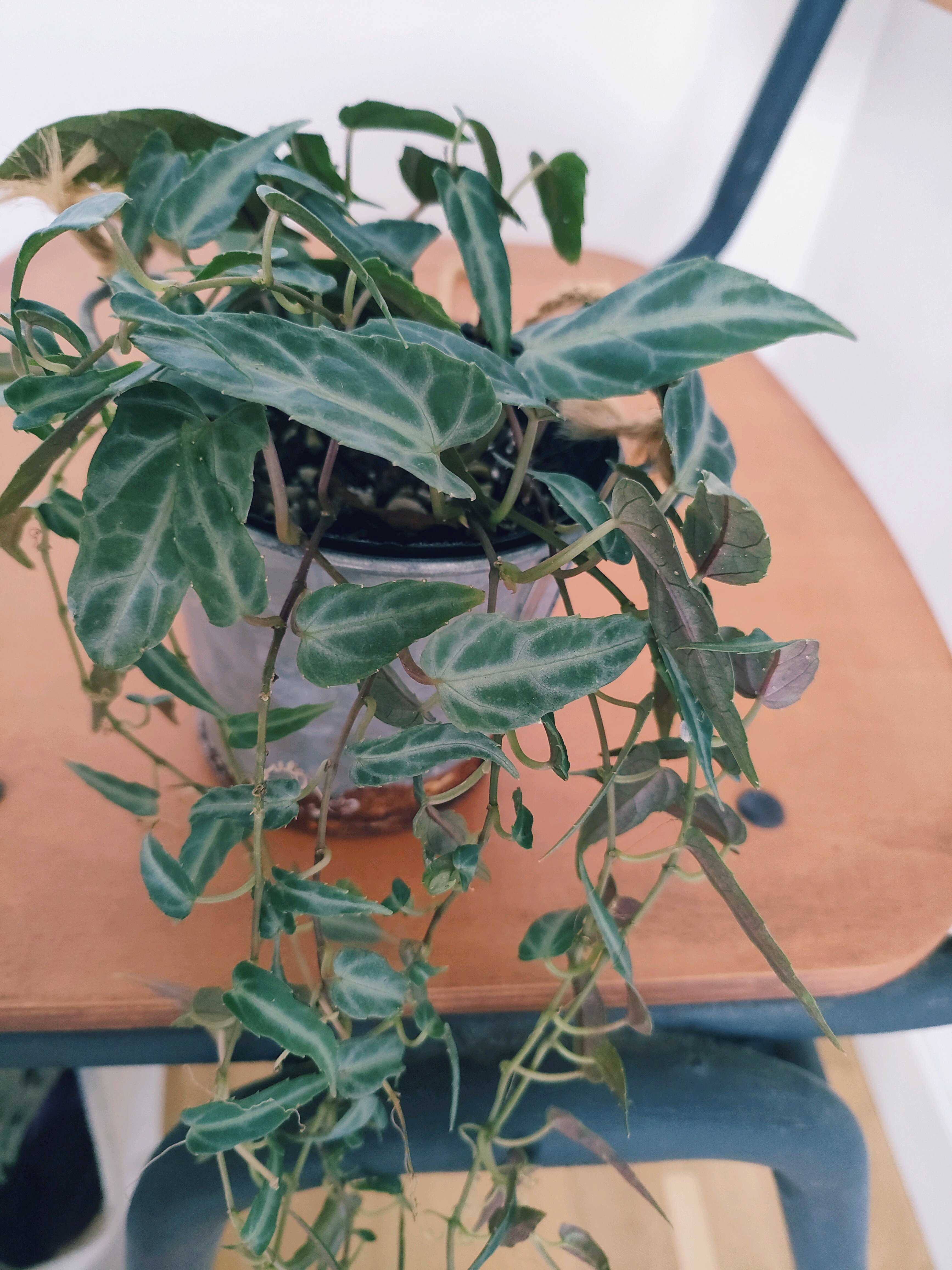 カット 一本売り ¥498 即購入× シッサス アマゾニカ カット 一本売り ¥498 即購入× シッサス アマゾニカ カット 一本売り