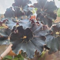 ベゴニア,レックスベゴニア,ベゴニア・ダークマンボ,レックスベゴニア　ダークマンボ,うずまきの画像