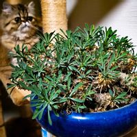 峨眉山,ユーフォルビア・峨眉山,ユーフォルビア属,ユーフォルビア　峨眉山（ガビサン）,ユーフォルビアの画像