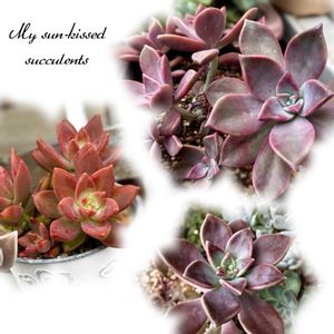 フリッドアイベス,バーナランス,多肉植物,ダイソー,多肉大好きの画像