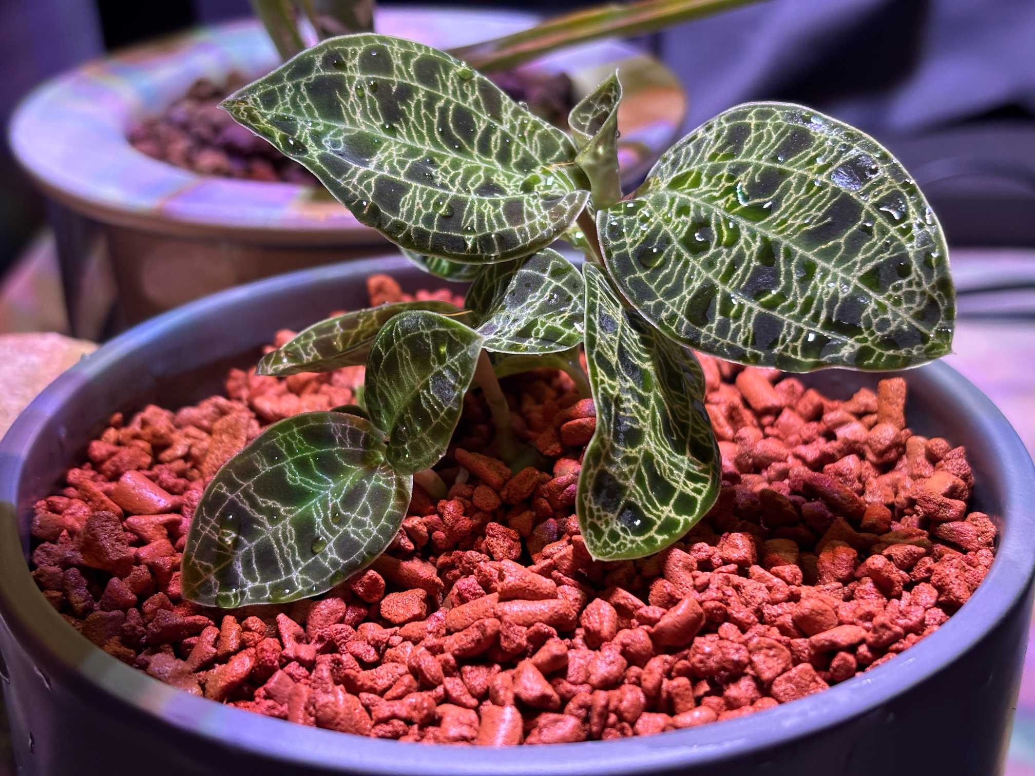 【斑入り】 ③ マコデスペトラ 1755525329740_322892_photo.jpg