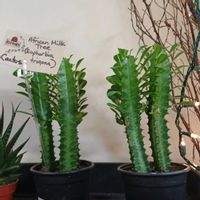 サイウンカク,彩雲閣,カナダ,African milk tree,Cathedral cactusの画像