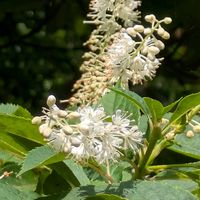 ヒマワリ,ナツズイセン,リョウブ,コブシの実,サネカズラの画像