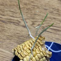 とうもろこし,トウモロコシ,水耕栽培,発芽,発根の画像