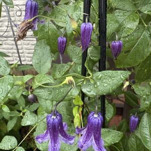 夏の庭,クレマチス ロウグチ,ガーデニング,フロントガーデン,宿根草♪の画像