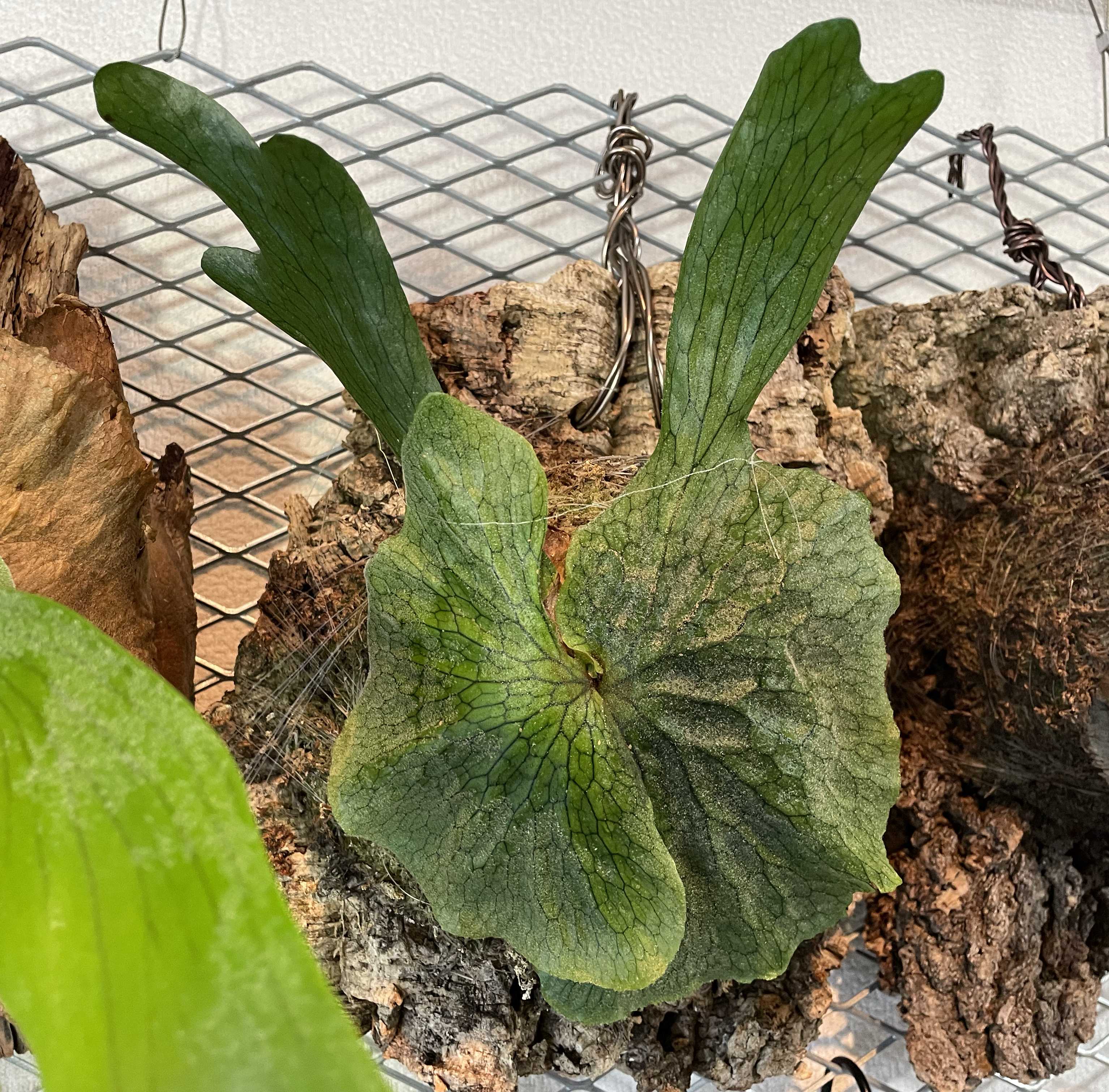 ジェイドガール ビカクシダの森