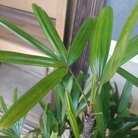 カンノンチクの画像