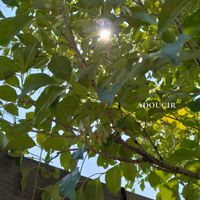 トネリコ,セミ,GS句会の画像