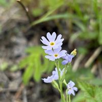 プリムラ,ユキワリソウ,雪割草,山野草,野草の画像