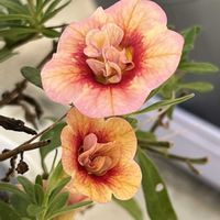 ペパーミント,ルドベキアキャラメルミックス,ありがとう♡,お花大好き♡,育てる喜びの画像