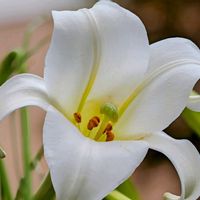 テッポウユリ,ササユリの画像