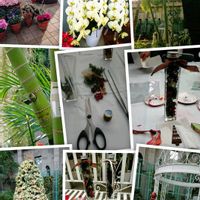 コチョウラン,アレカヤシ,ハーブ,思い出,久屋大通庭園フラリエの画像