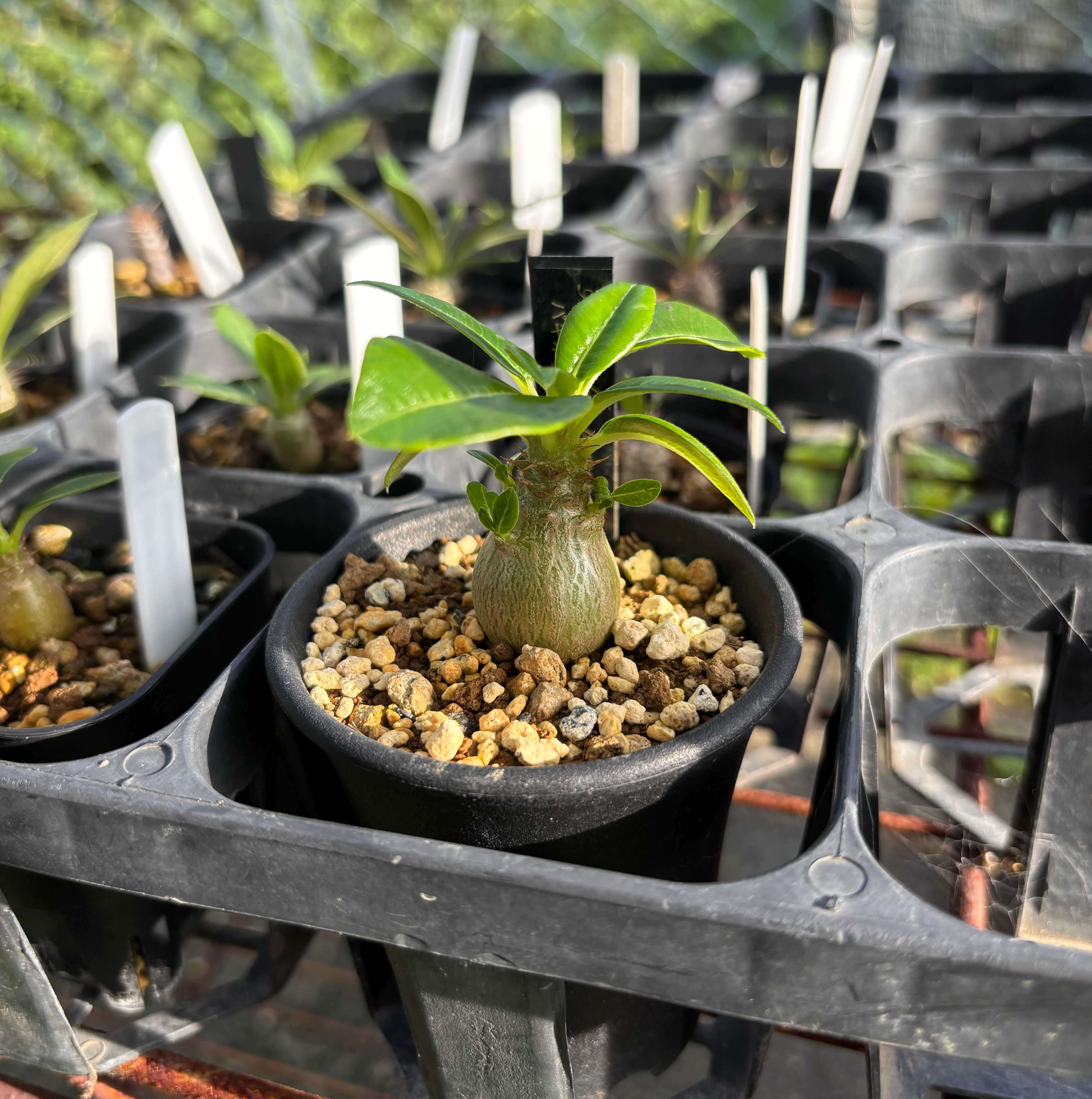 塊根植物・コーデックスのコラム一覧｜🍀GreenSnap（グリーン