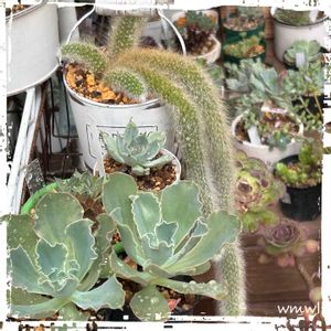 ヒルデウィンテラ・カラデモノニス,シャビアナグリーン,癒される,no green no life,ねこのしっぽの画像