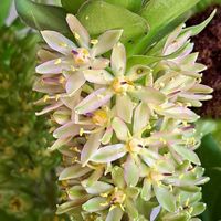 万両,ﾋﾏﾜﾘ,ｽﾐﾚ,ﾏﾝﾘｮｳ,万両Aの画像