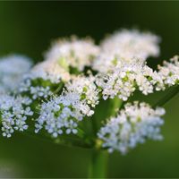 セリ,セリ,ホウセンカ,ホウセンカ,ランタナの画像