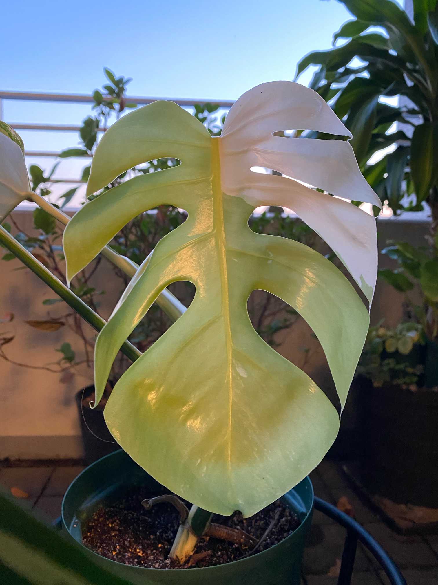 斑入りモンステラ トップカット株 成長記録｜🍀GreenSnap（グリーン