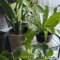 コーヒーの木,アスプレニウム,サンセベリア ムーンシャイン,ランチの画像