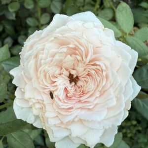 夏の庭,バラ クリスティアーナ,ガーデニング,フロントガーデン,ばら バラ 薔薇の画像