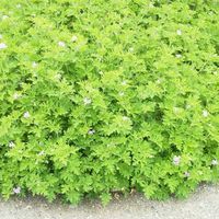 センテッドゼラニウム,庭の画像