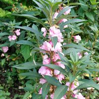 セリ,セリ,ヒメヒオウギズイセン,ヒメヒオウギズイセン,ホウセンカの画像