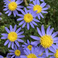 ブルーデージー,フェリシア（ブルーデイジー）,フェリシア（ブルーデイジー）,フェリシア（ブルーデイジー）,フェリシアの画像