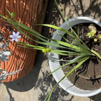 ニワゼキショウの画像