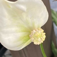 ハンゲショウ,ハンゲショウ,ハンゲショウ,半夏生,iphone11の画像