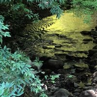 モミジ,コウヤマキ,イワタバコ,山野草,夏休みの画像