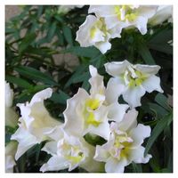 カラスウリ,セリ,ムクゲ,ビオラ,キンギョソウ・トゥイニーの画像