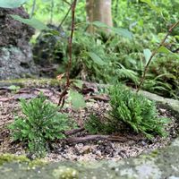 イワヒバ,マクワウリ 網干メロン,カールくん,ウチのワンコ,家庭菜園の画像