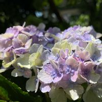 アジサイ,アジサイ,ハイドランジア,紫陽花,紫陽花の画像