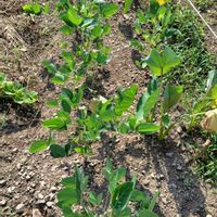 枝豆,大豆,家庭菜園の画像