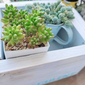 セダム,虹の玉,セダム属 マジョール,多肉植物,リメイクの画像