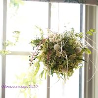 センニチコウ,アナベル,レモンマートル,ヤマゴボウ,カニクサの画像