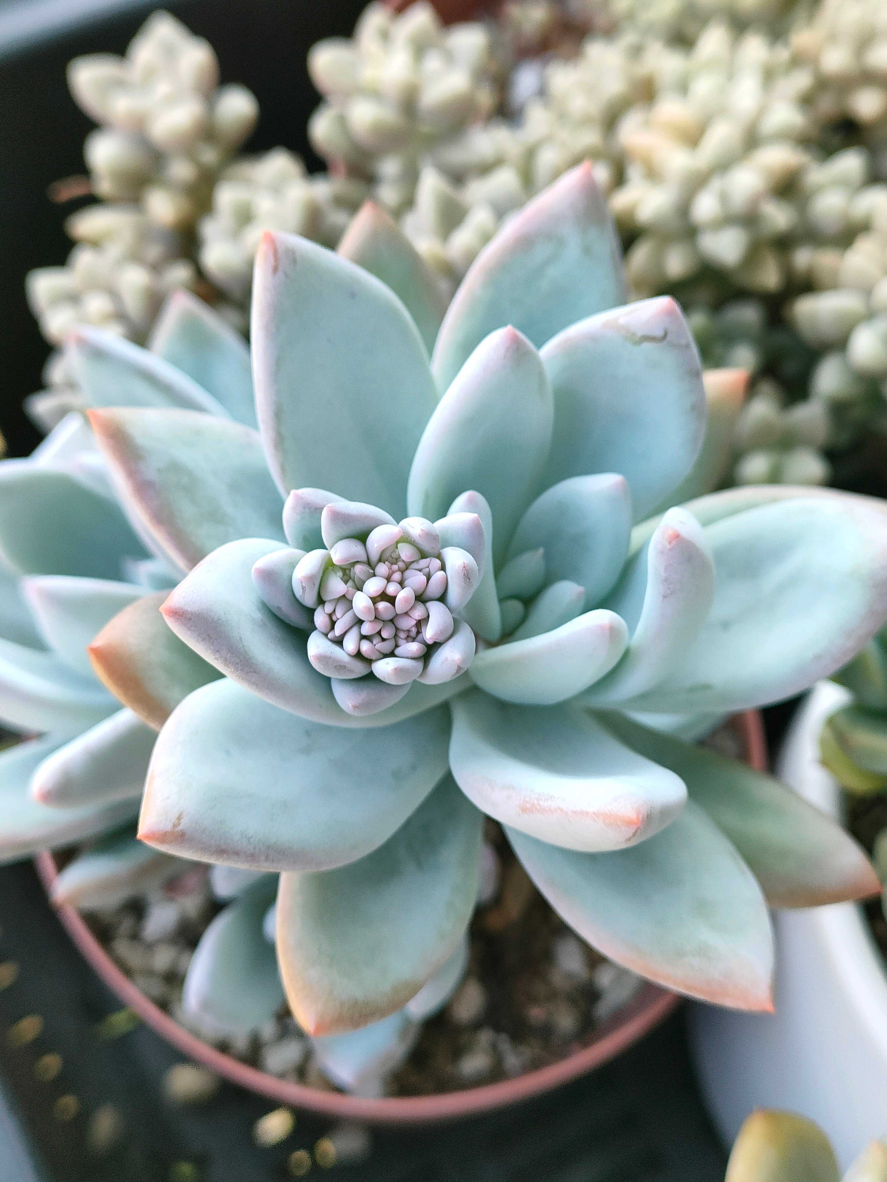 72#植物アエオニウム錦❤️コーニッシュトリビュート錦❤️1大頭2小頭14cm拔き苗 72#植物アエオニウム錦❤️コーニッシュトリビュート錦❤️1大頭2小頭