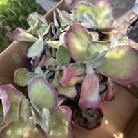 デザートローズ,唐印,多肉植物,千葉タニラー,庭の画像