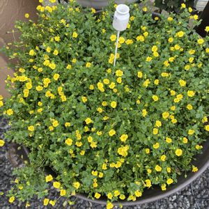 トレニア,ロベリア,メカルドニア,メカルドニア  ゴールドダスト,スーパートレニア カタリーナ ラムレーズンの画像