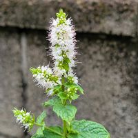 スペアミント,外出先にての画像