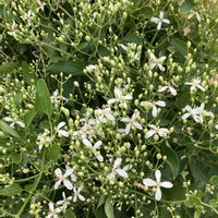 クレマチス,センニンソウ,亀甲竜,峨眉山,ユーフォルビア・峨眉山の画像