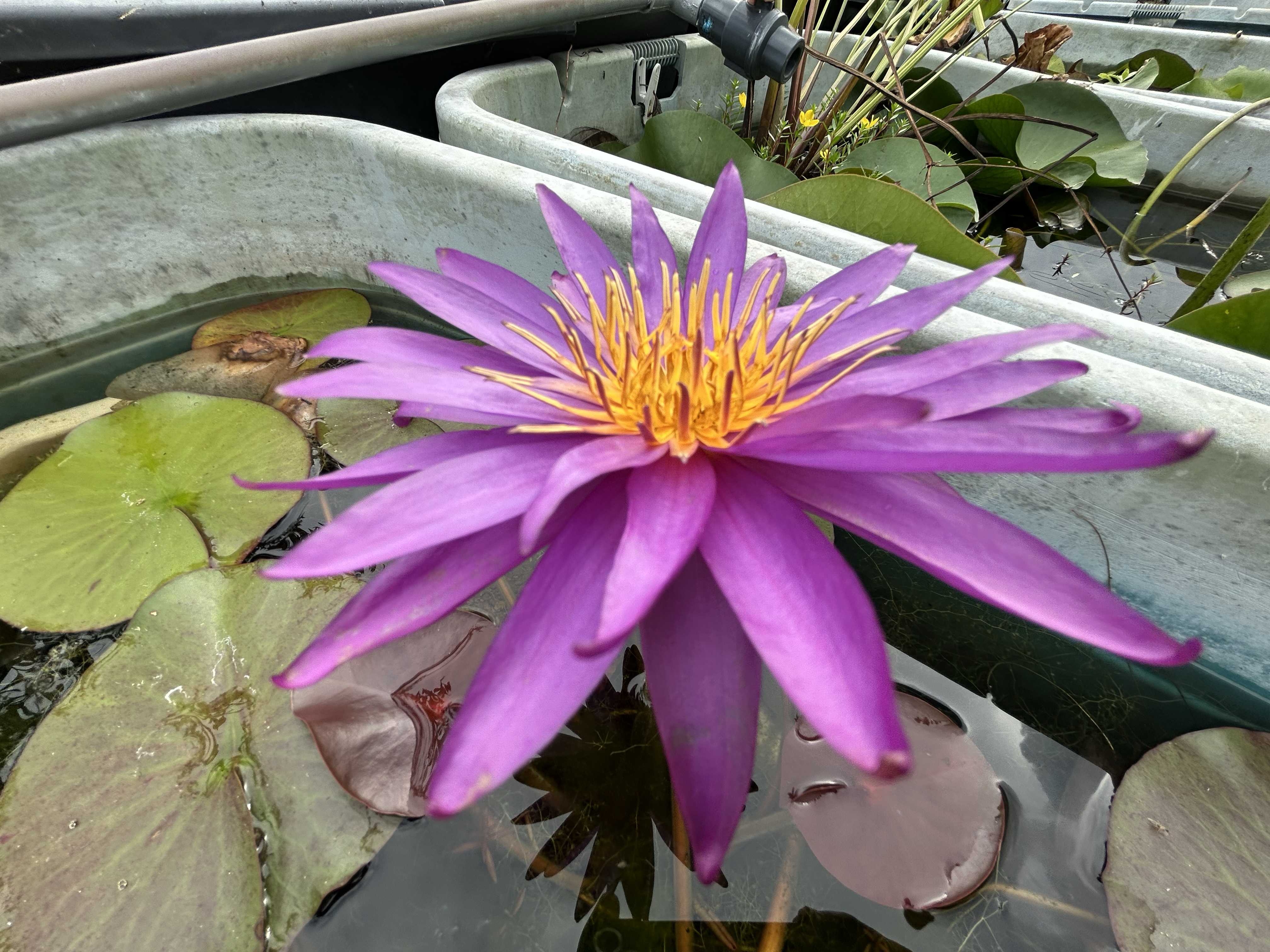 亜属間交配睡蓮の一覧｜🍀GreenSnap（グリーンスナップ）