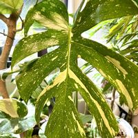 モンステラ,モンステラ デリシオーサ,植え替え,癒しの空間,モンステラ タイコンステレーションの画像