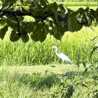 いね,田んぼ,キアゲハ,サギの画像