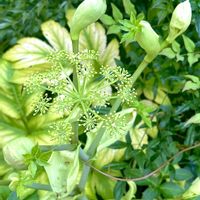 アシタバ,爽やか,素敵な出会いに感謝,素敵な花姿,板橋区薬師の泉庭園の画像