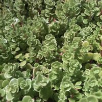 マルバマンネングサの画像