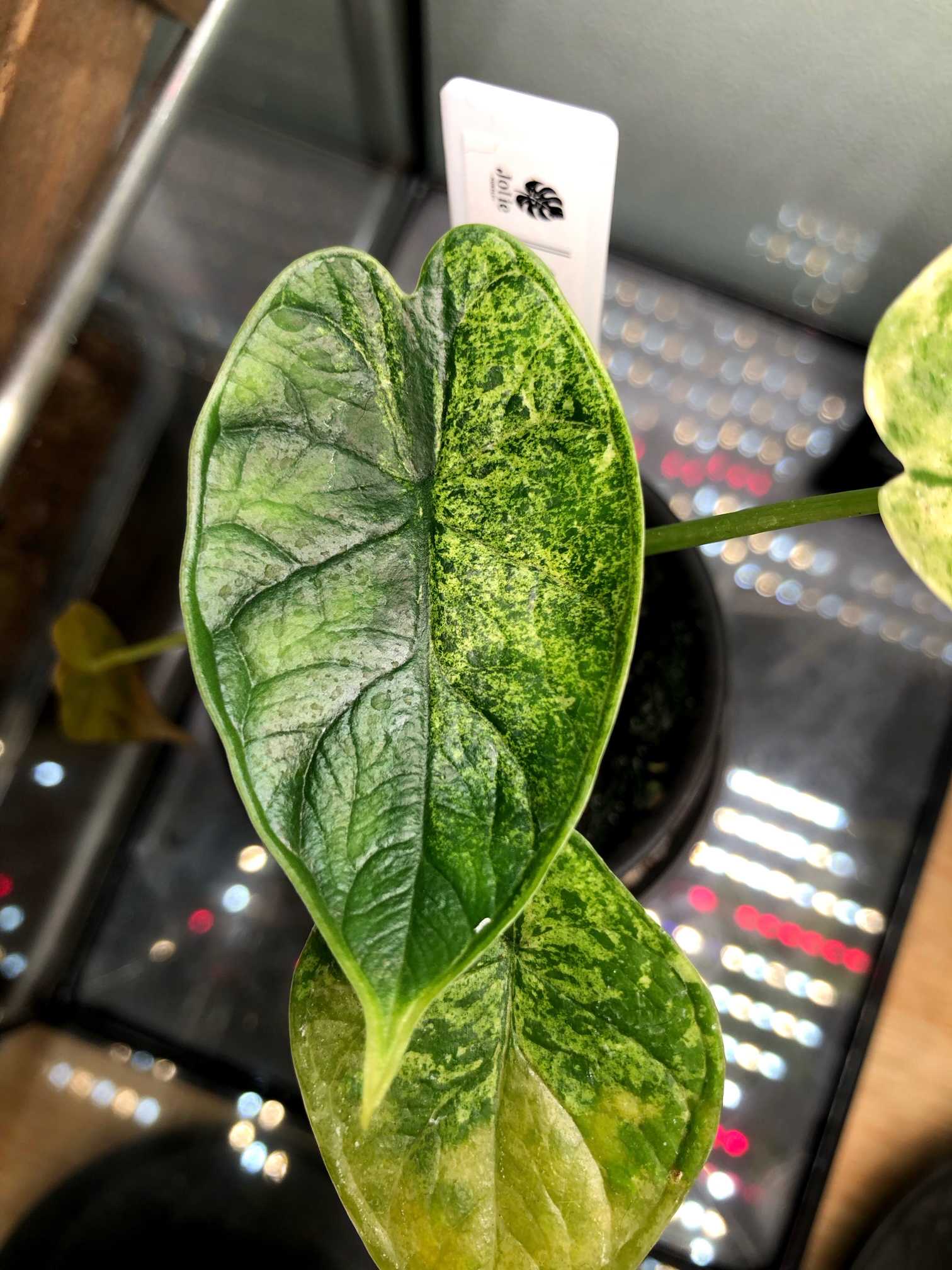 た*り様 アロカシア ドラゴンスケール アルボ アロカシア ドラゴンスケール アルボ 白斑入り – JolieNursery