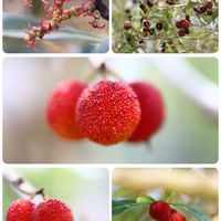 アカンサス,アカンサス,苔(コケ),苔(コケ),ヤマモモの画像