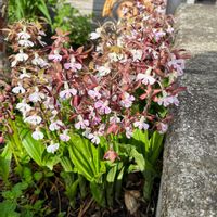 エビネ,エビネ,可愛らしい,道端,綺麗の画像